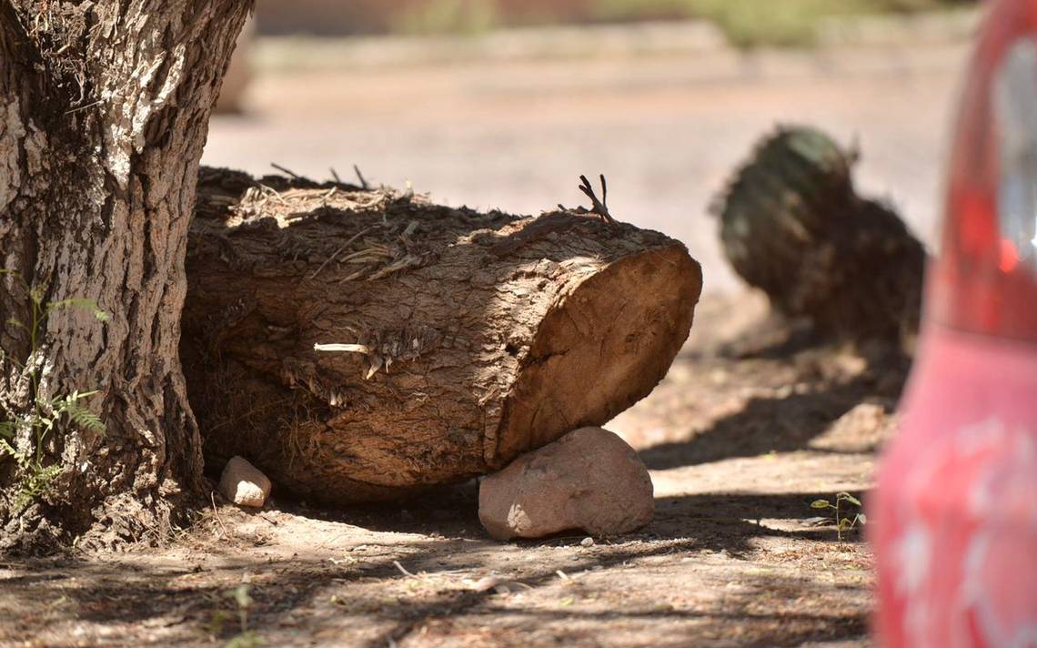 Trabaja Soledad Para Evitar La Tala De árboles El Sol De San Luis